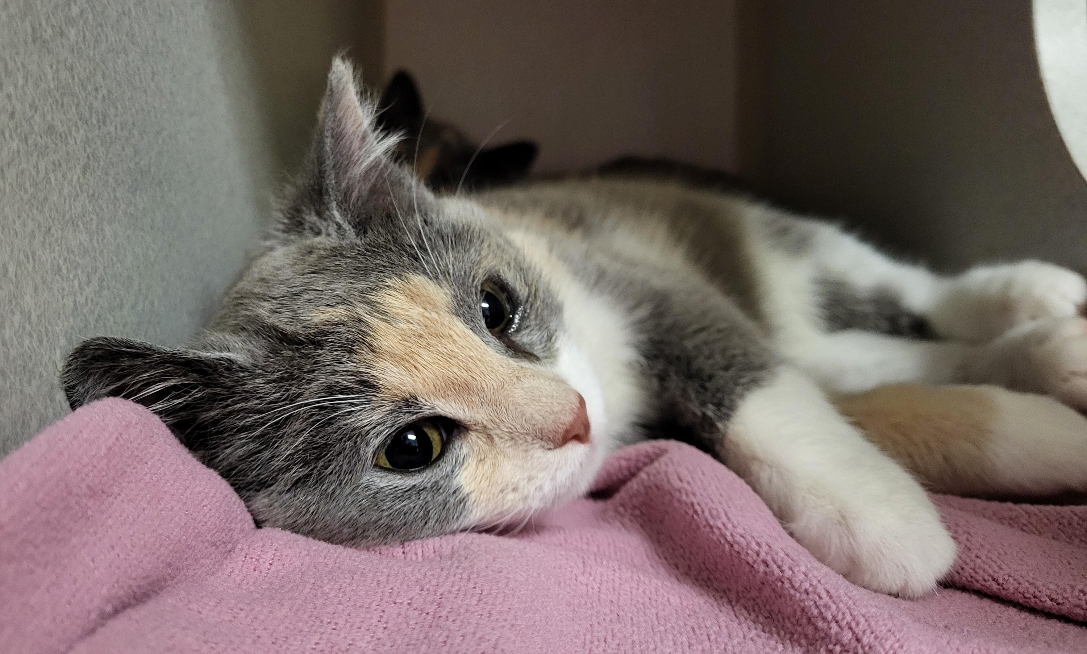 Enlarge Dorothy Z, an adopted Domestic Short Hair in Grayslake, IL image 2/3