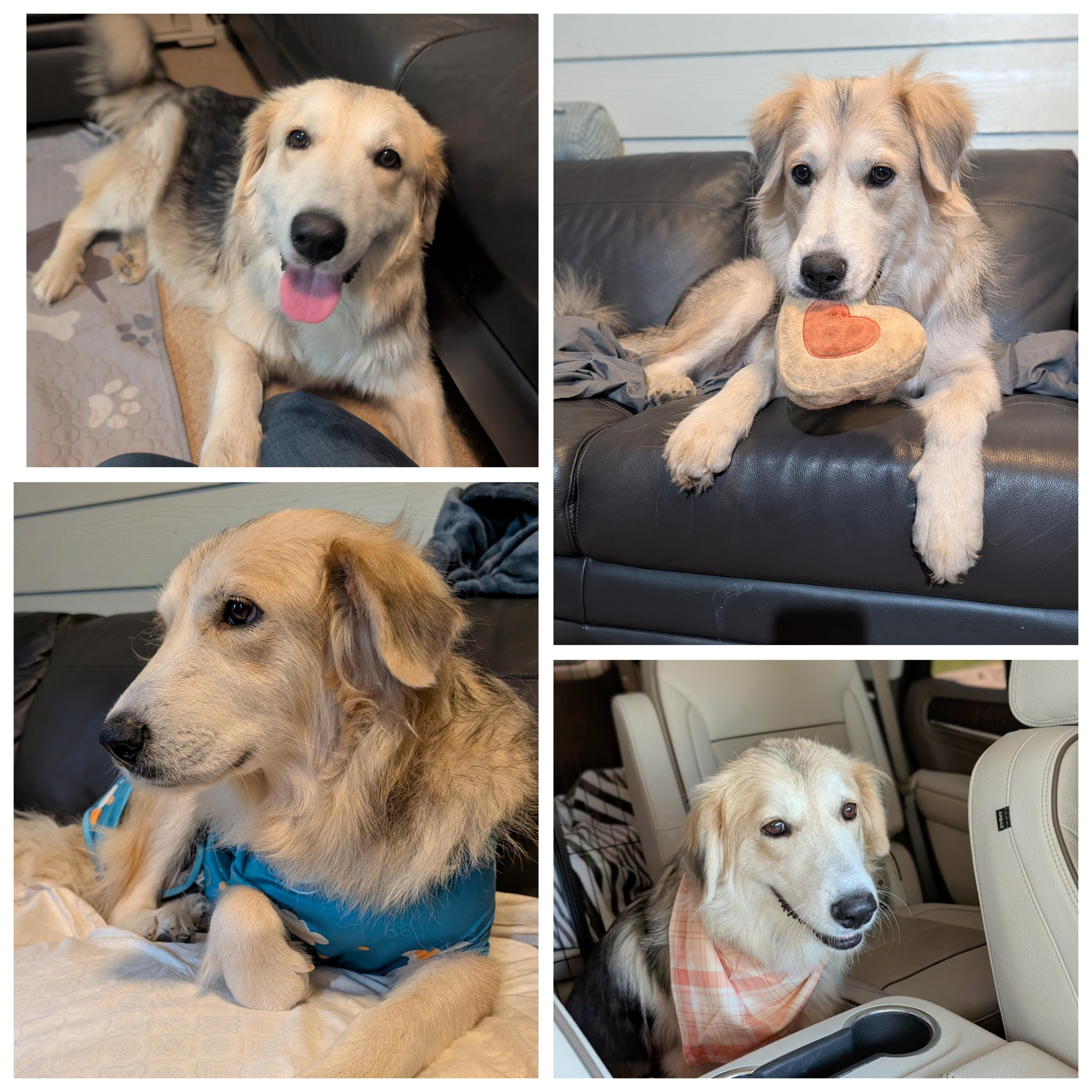 Enlarge Hope (Angel), an adopted mixed breed in Austin , TX image 2/6