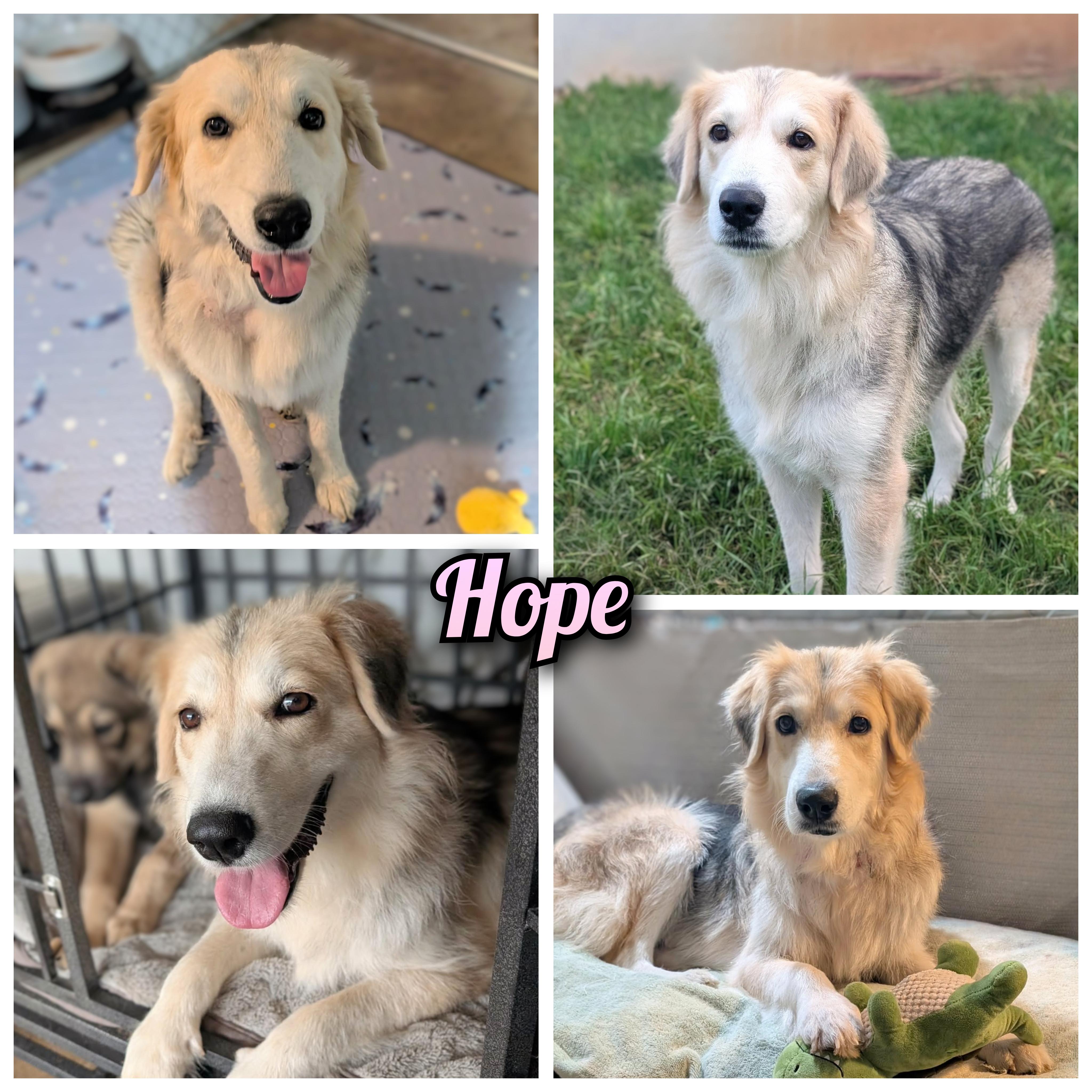 Enlarge Hope (Angel), an adopted mixed breed in Austin , TX image 1/6
