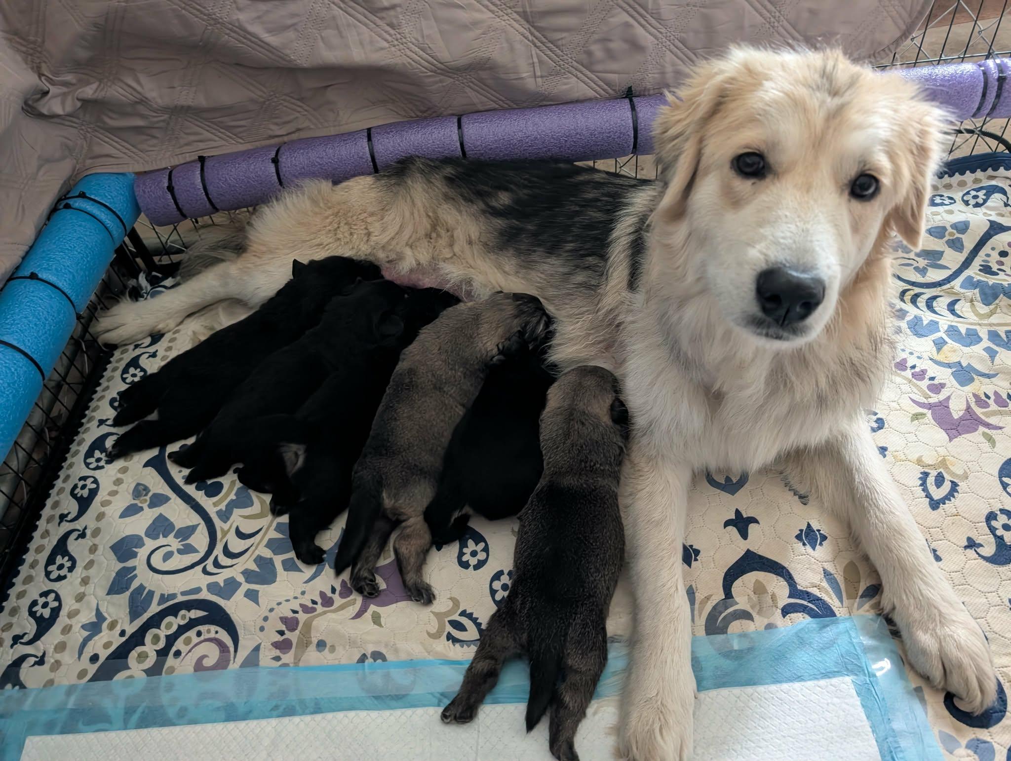 Enlarge Hope (Angel), an adopted mixed breed in Austin , TX image 5/6