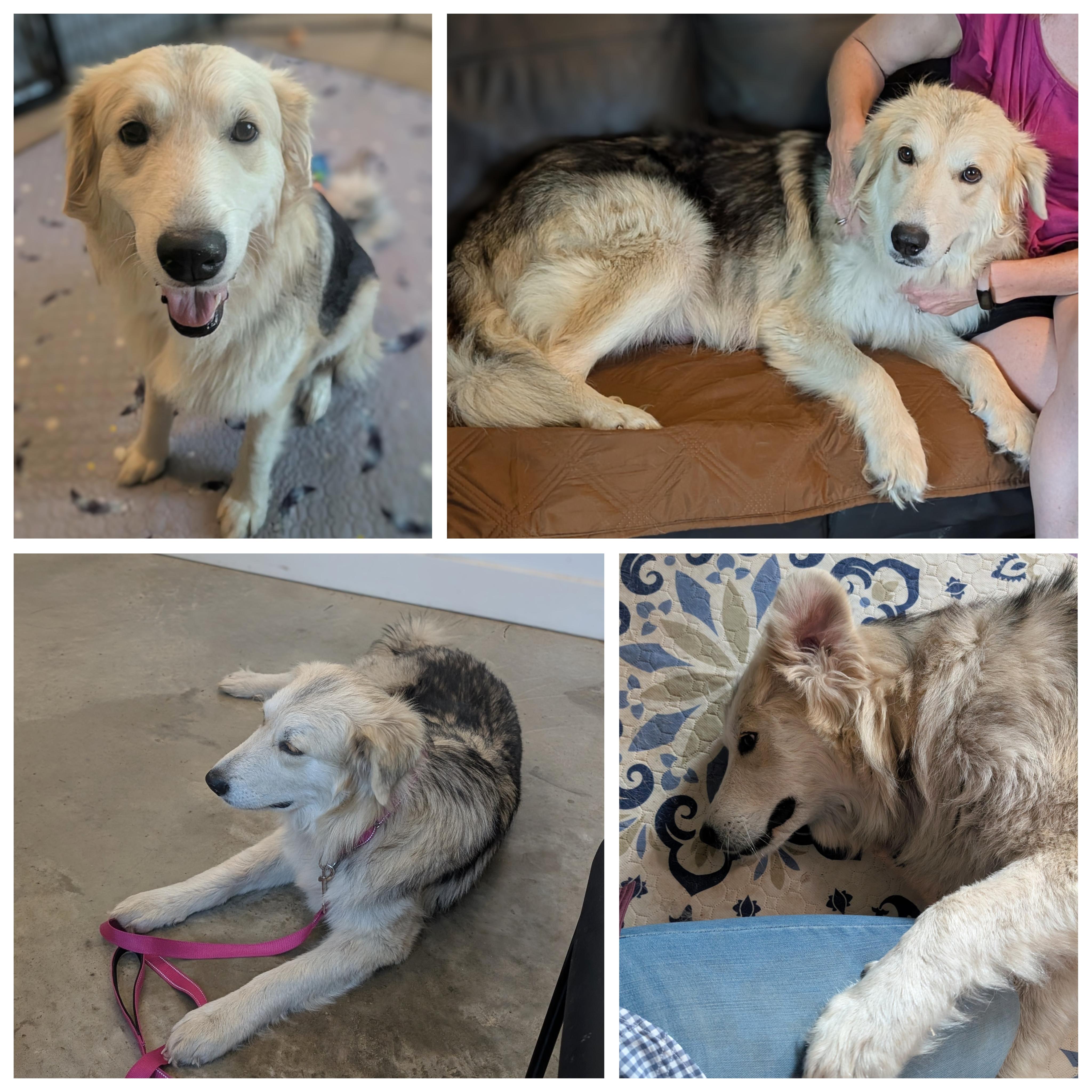 Enlarge Hope (Angel), an adopted mixed breed in Austin , TX image 3/6