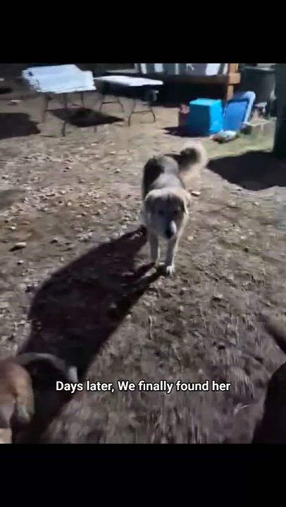 Enlarge Hope (Angel), an adopted mixed breed in Austin , TX video 6/6
