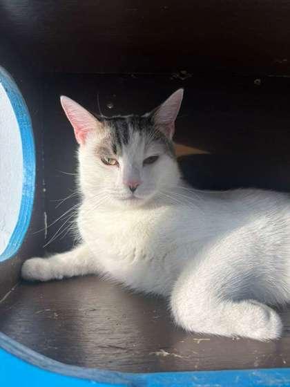 Enlarge Loki, a Adoptable mixed breed in North Miami Beach, FL image 1/2