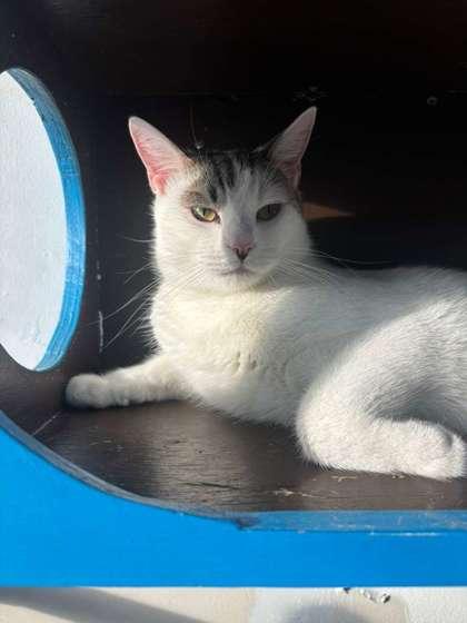Enlarge Loki, a Adoptable mixed breed in North Miami Beach, FL image 2/2