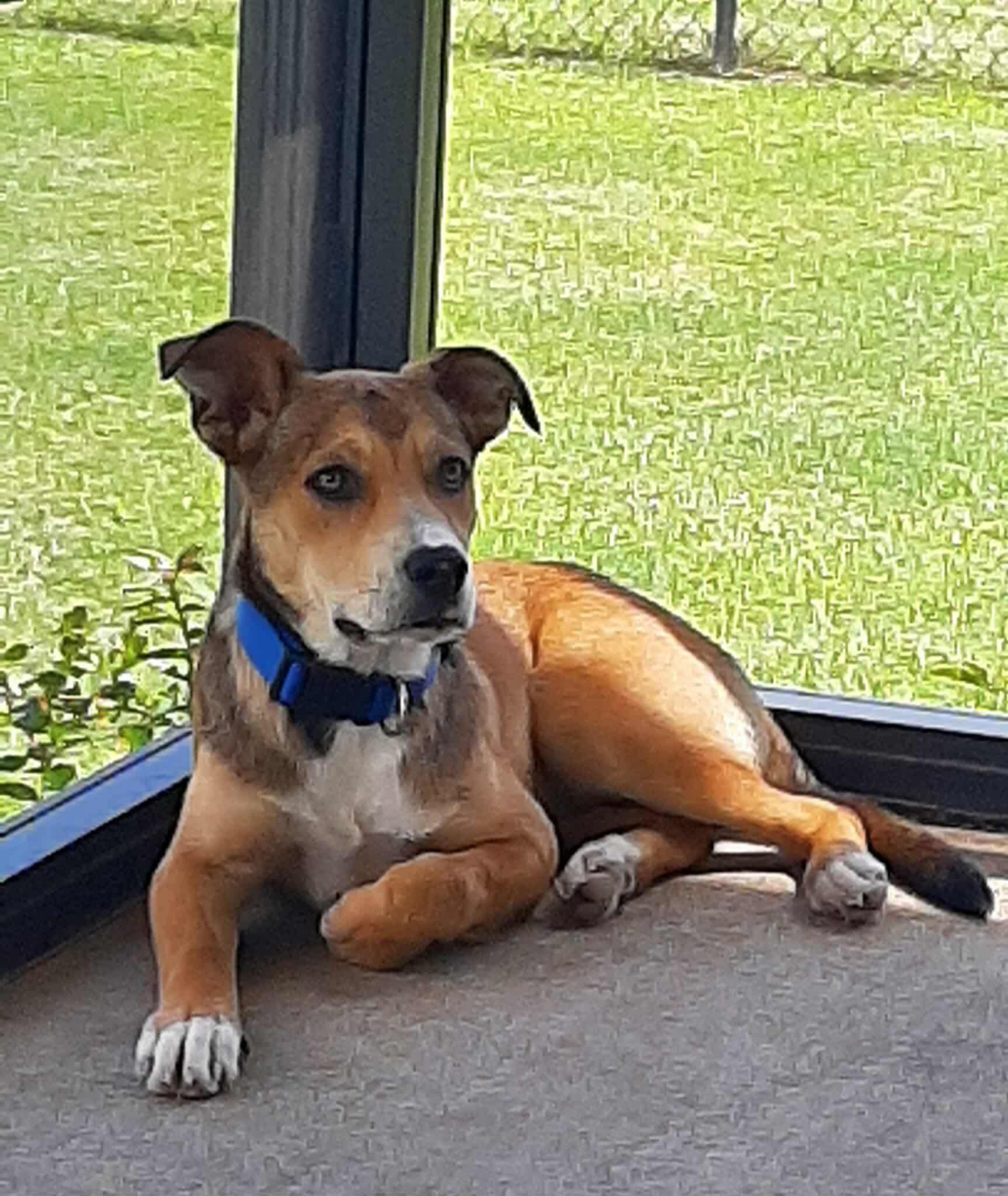 Bojangles (20251031-01) — thumbnail 5