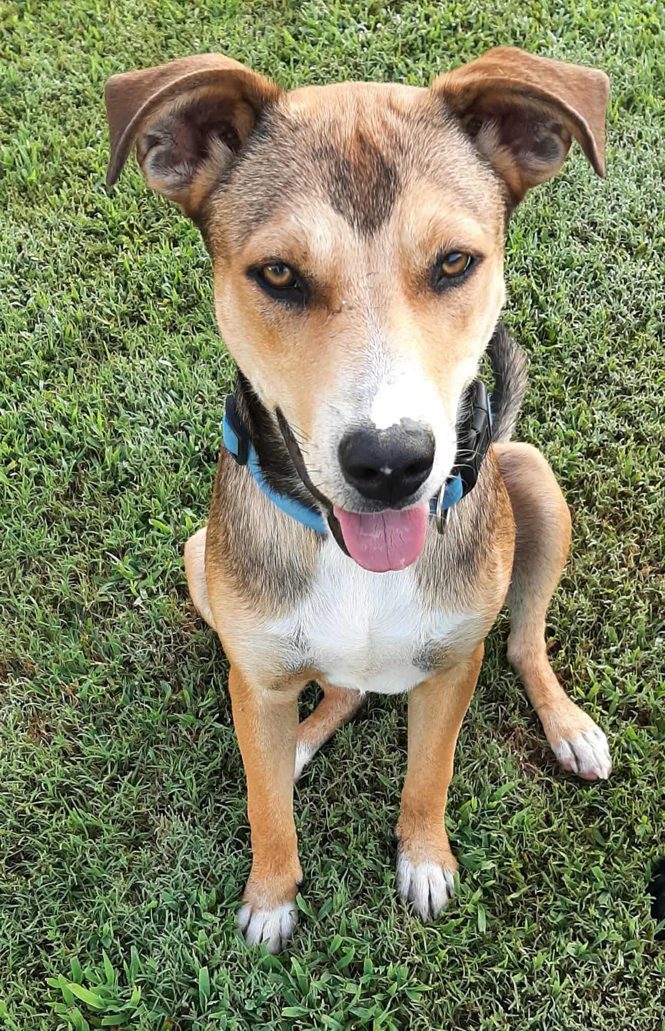 Bojangles (20251031-01) — thumbnail 6