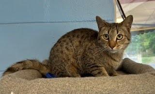 Enlarge Loki, a Adoptable mixed breed in Lunenburg, MA image 1/2