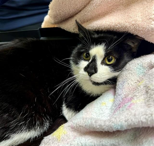 NIGHTLIGHT, Adoptable, Young Male Domestic Short Hair.