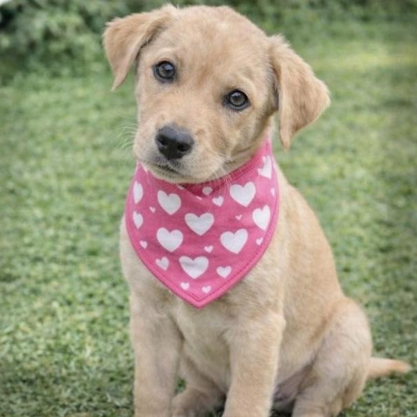 Lola, adopted, Puppy Female Mixed Breed.