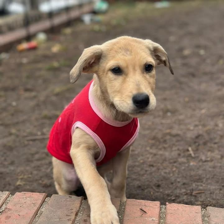 Enlarge Lola, an adopted Mixed Breed in Yaphank, NY image 2/3