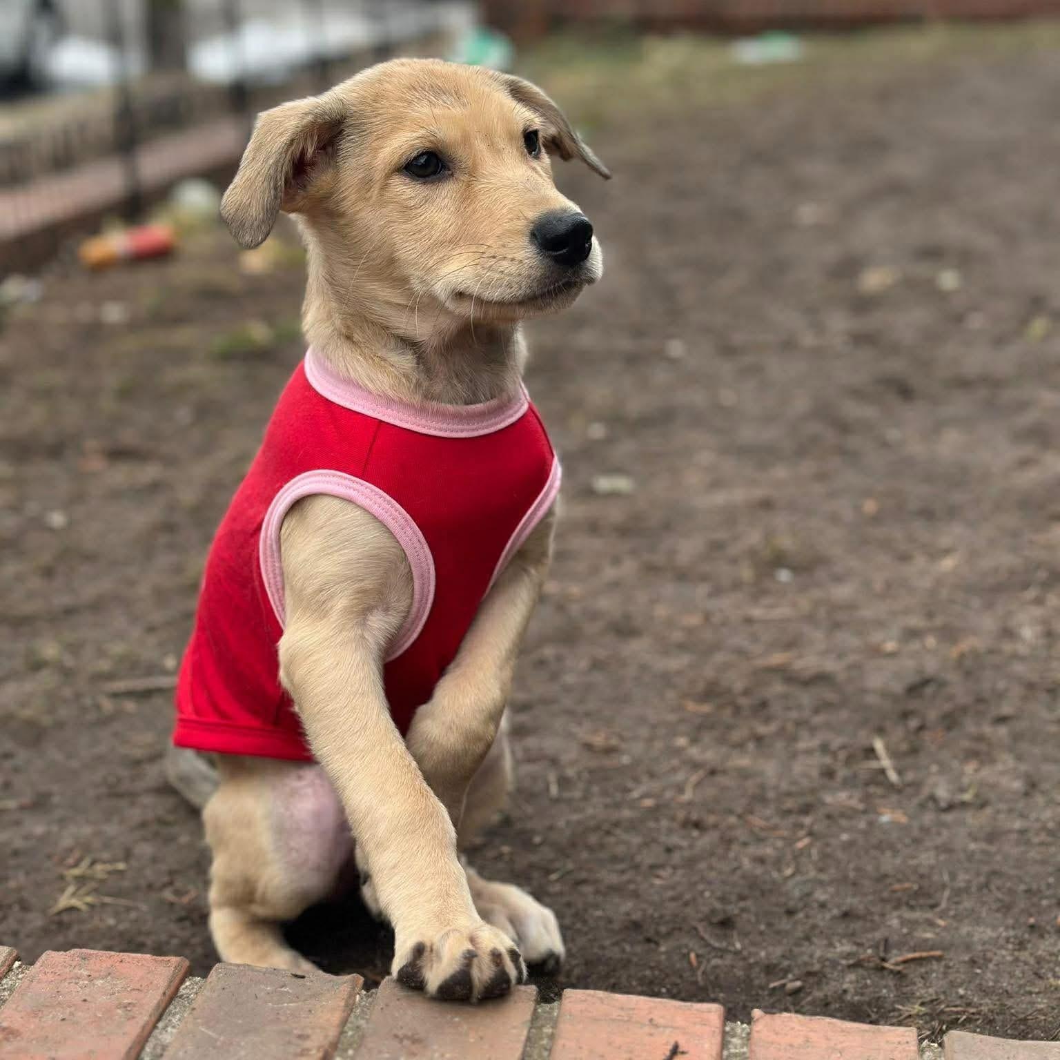 Enlarge Lola, an adopted Mixed Breed in Yaphank, NY image 3/3