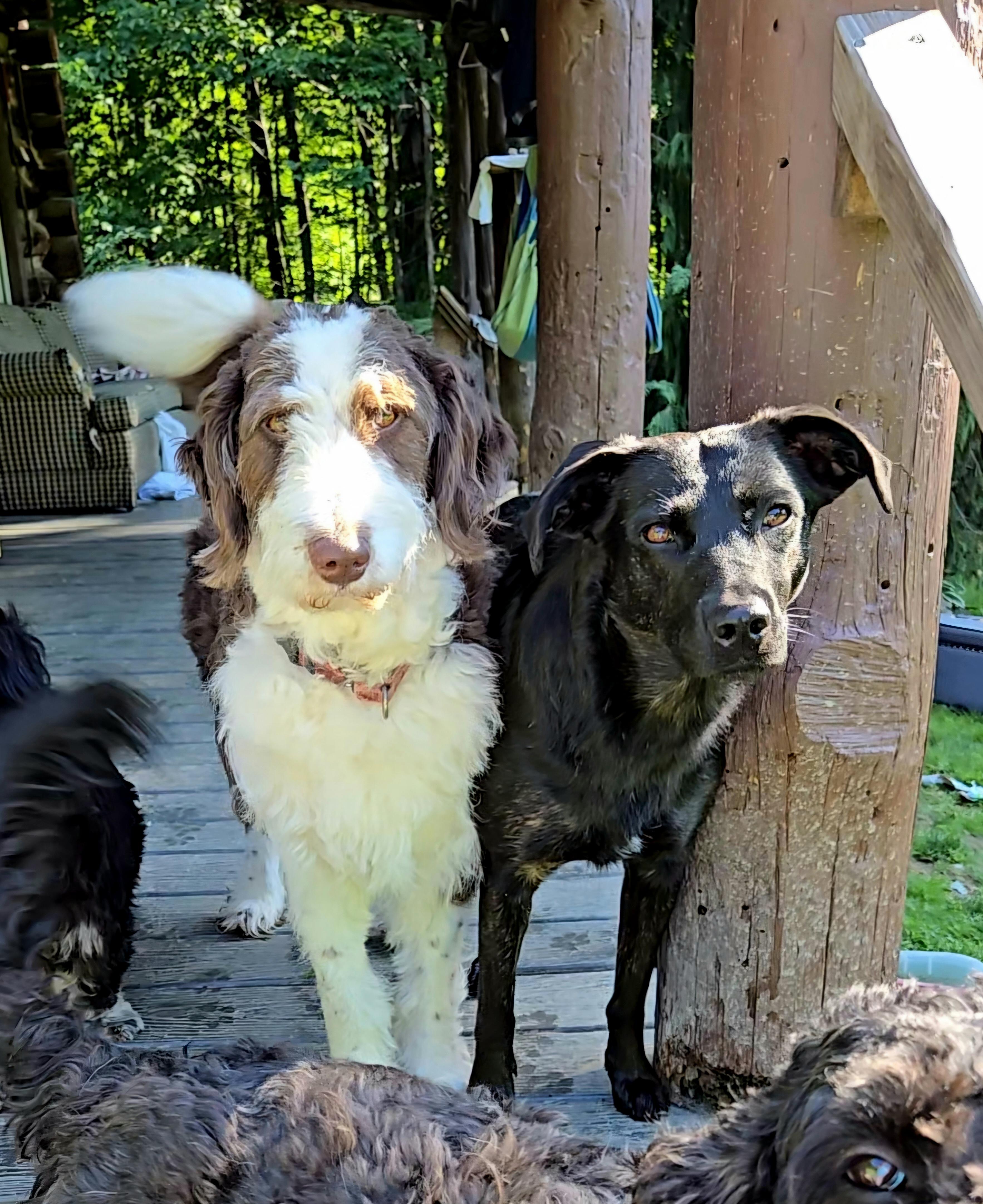 Mazi, an adopted mixed breed in Friendship, NY image 2/2