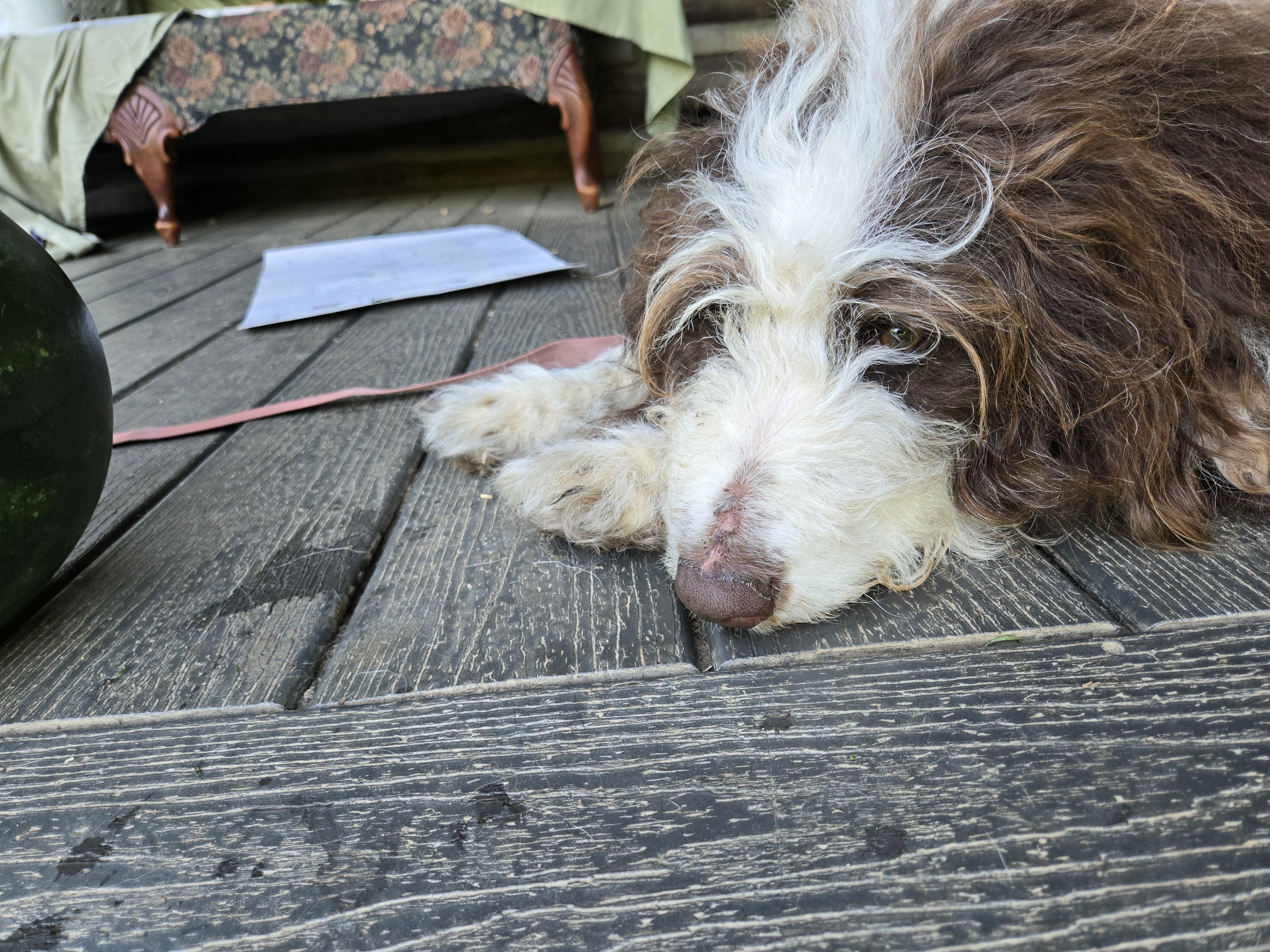 Mazi, Adoptable, Adult Female Poodle & Australian Shepherd.