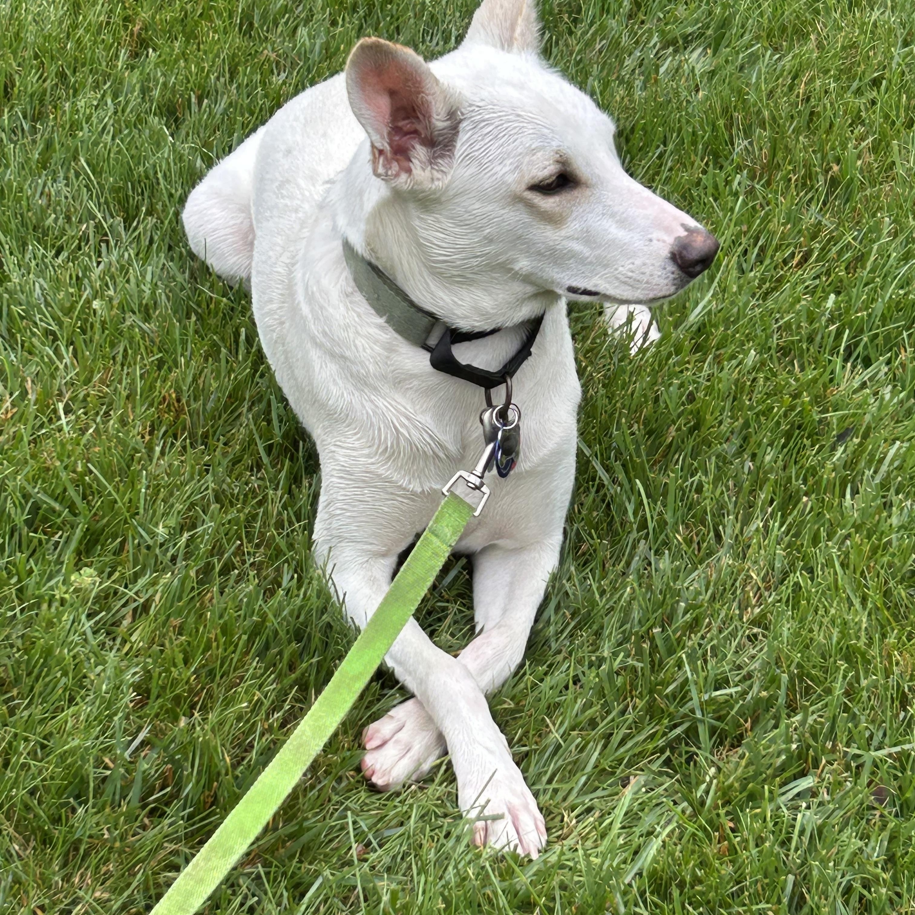 Pippin, a Adoptable Mixed Breed in Matawan, NJ image 1/2