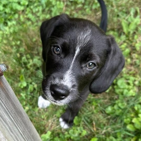 Glen, a ADOPTABLE mixed breed in Crystal Lake, IL image 1/6