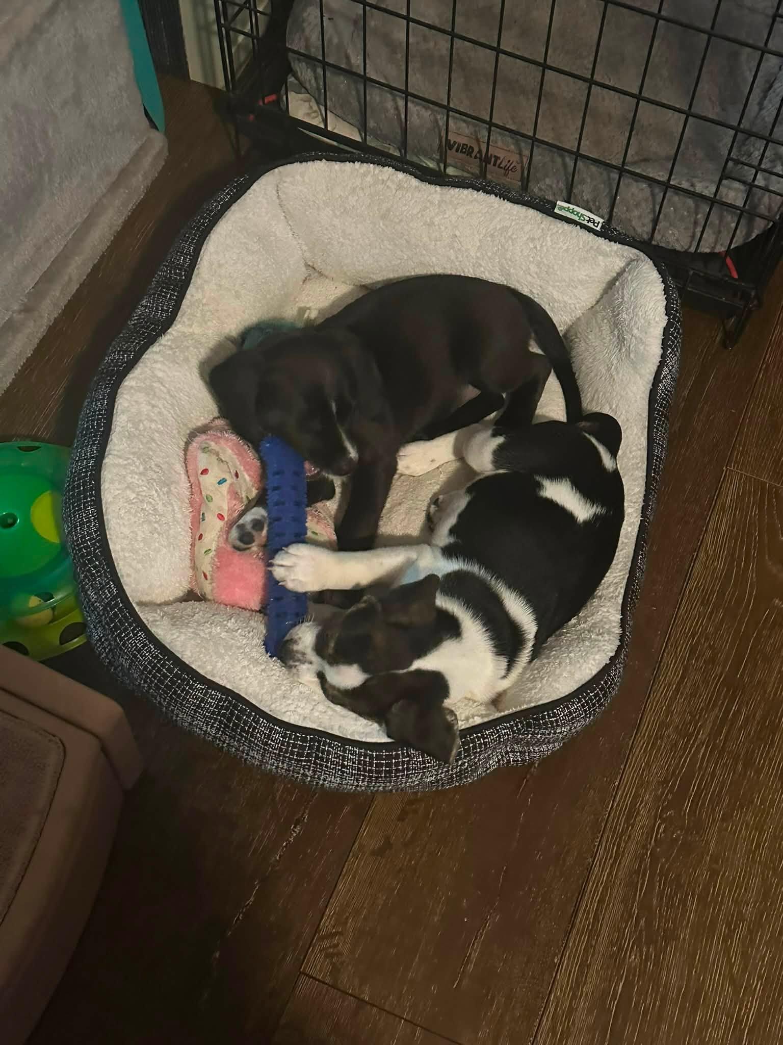 Glen, a ADOPTABLE mixed breed in Crystal Lake, IL image 3/6