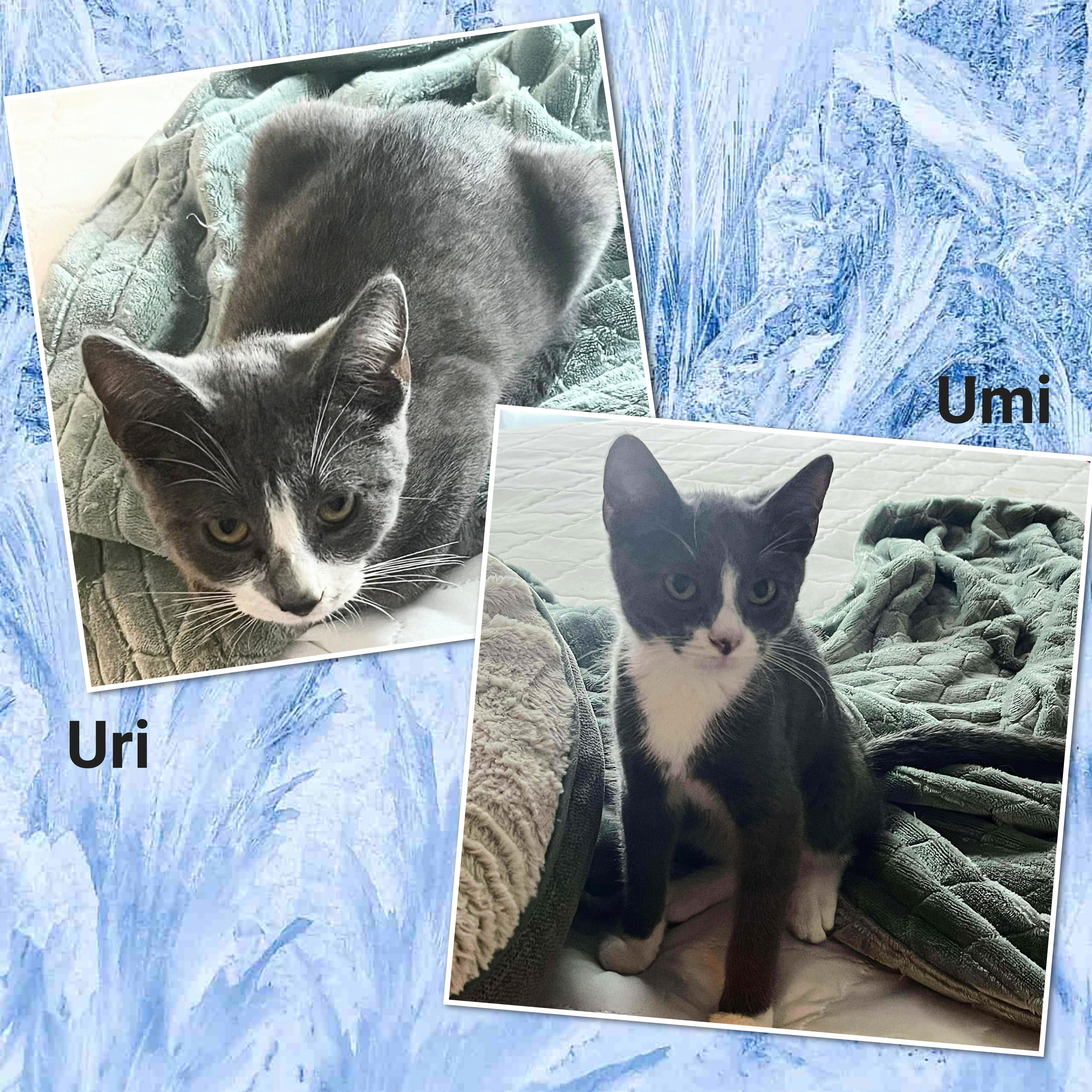 Umi & Uri *BONDED PAIR*