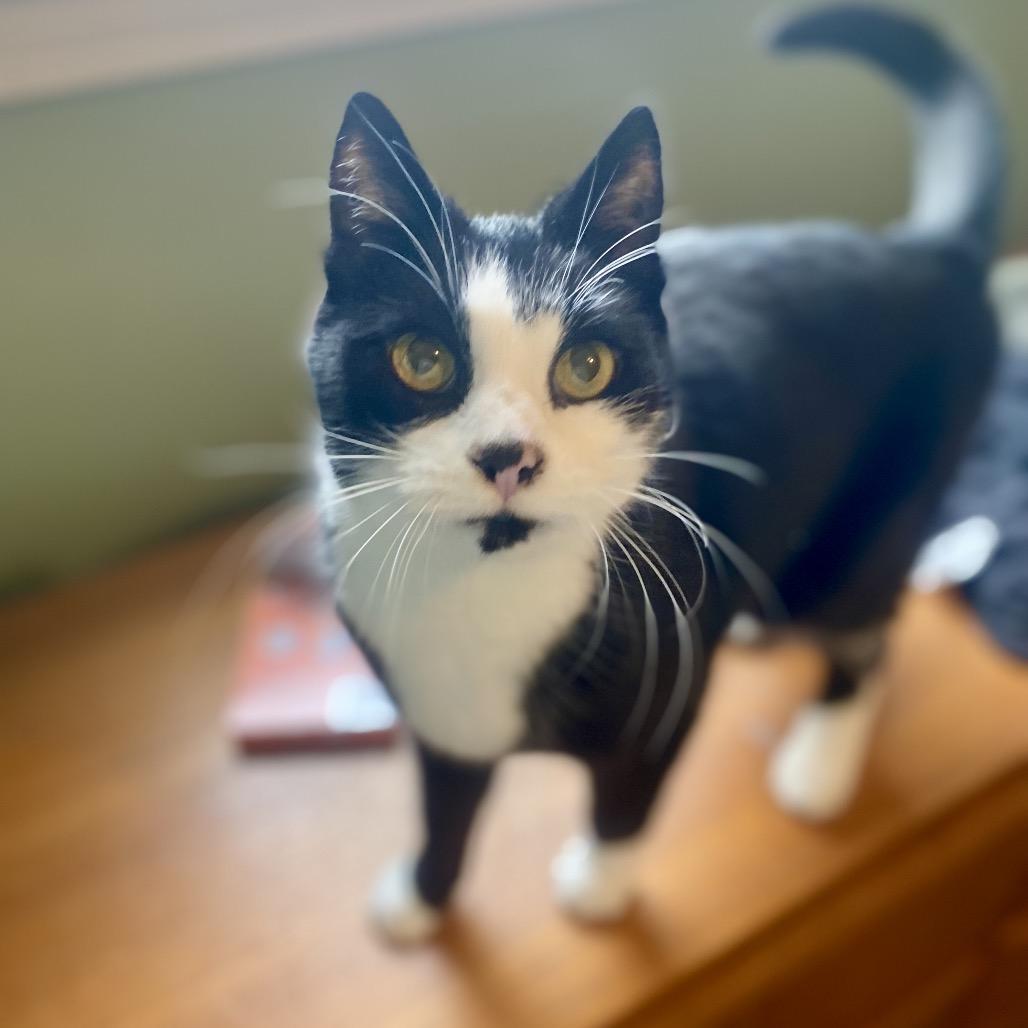 Enlarge Melvin, a Adoptable Domestic Short Hair in Winston-Salem, NC image 1/2