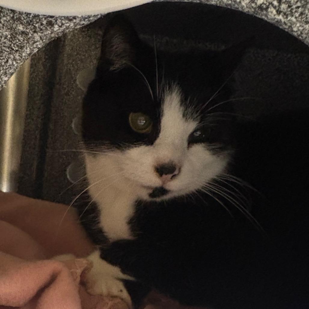 Enlarge Melvin, a Adoptable Domestic Short Hair in Winston-Salem, NC image 2/2