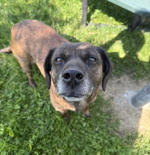 Enlarge Sally Mae, an adopted mixed breed in Euclid, OH image 3/3