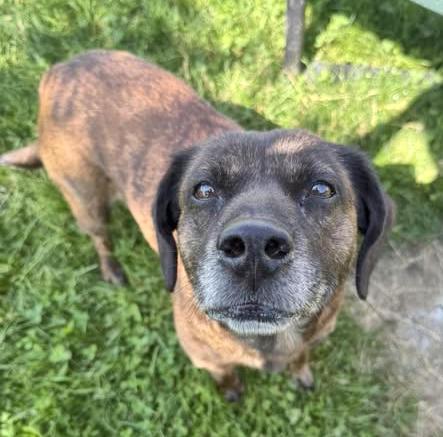 Enlarge Sally Mae, an adopted mixed breed in Euclid, OH image 2/3