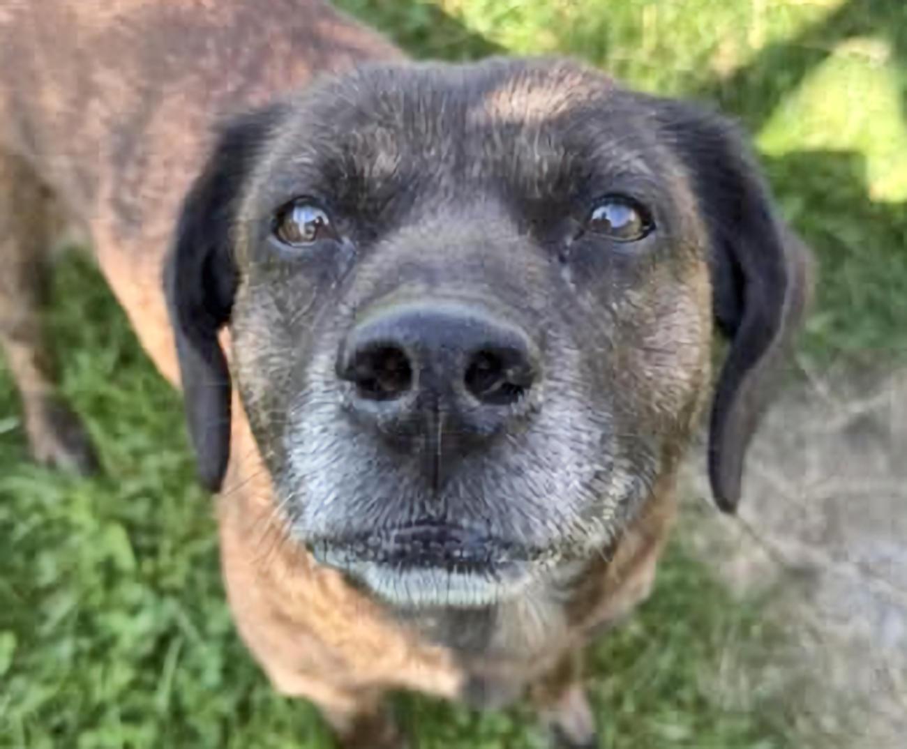 Sally Mae, adopted, Senior Female Plott Hound.