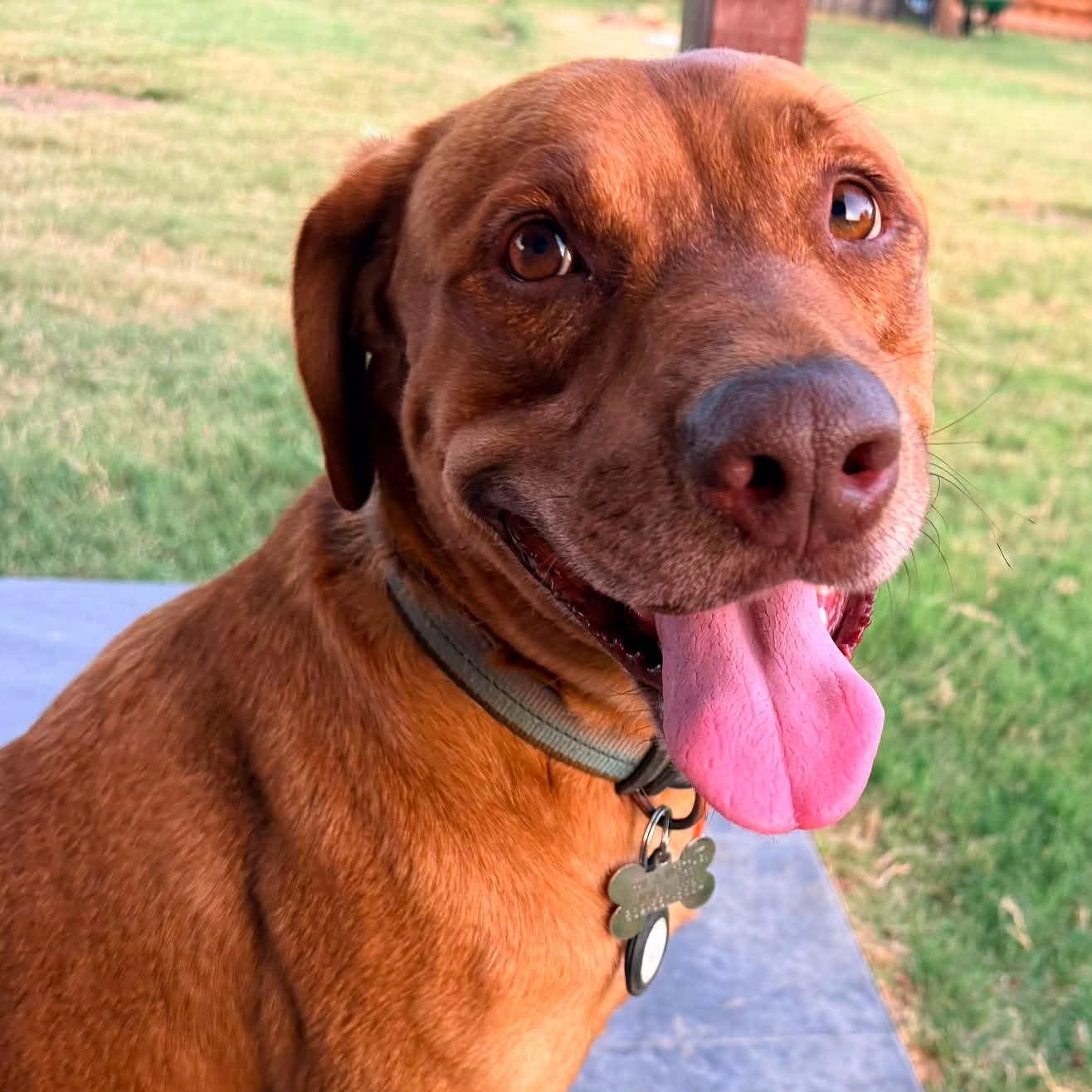 BUDDY, Adoptable, Adult Male Labrador Retriever & Redbone Coonhound.