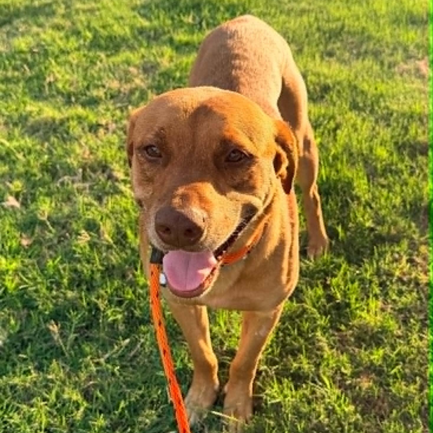 Enlarge BUDDY, a Adoptable mixed breed in Dallas, TX image 3/6