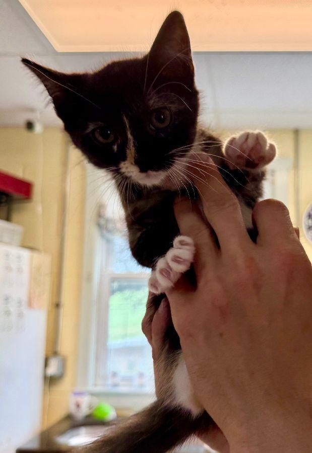 Enlarge Skittles, a Adoptable Domestic Short Hair in Staley, NC image 1/1