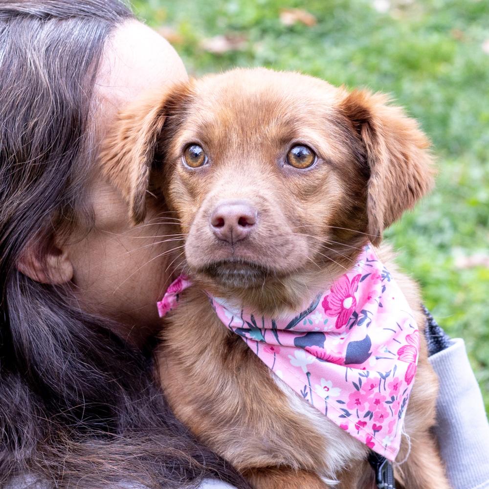 Cinderellaavail thumbnail 3