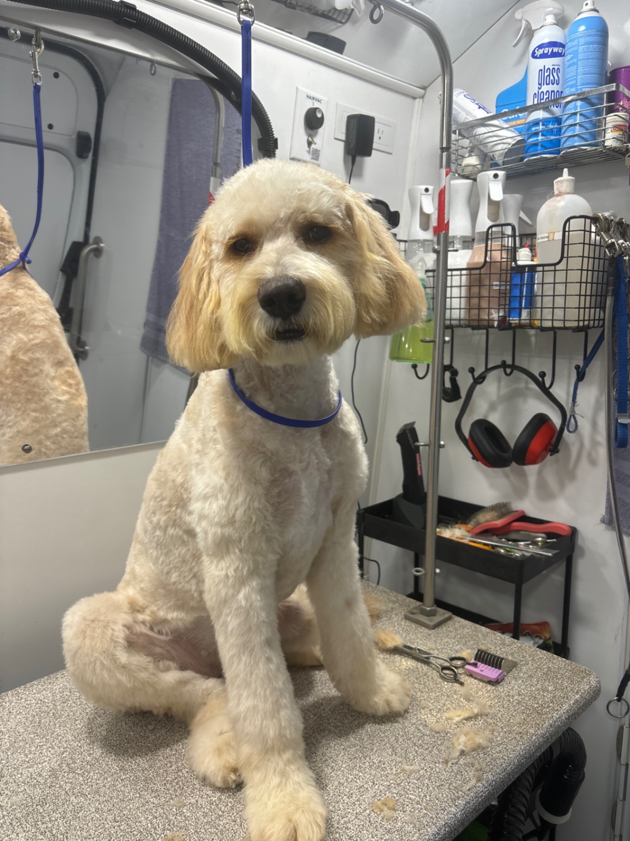 Kelsie and Swiftie (Bonded Pair), adopted, Adult Female Goldendoodle.