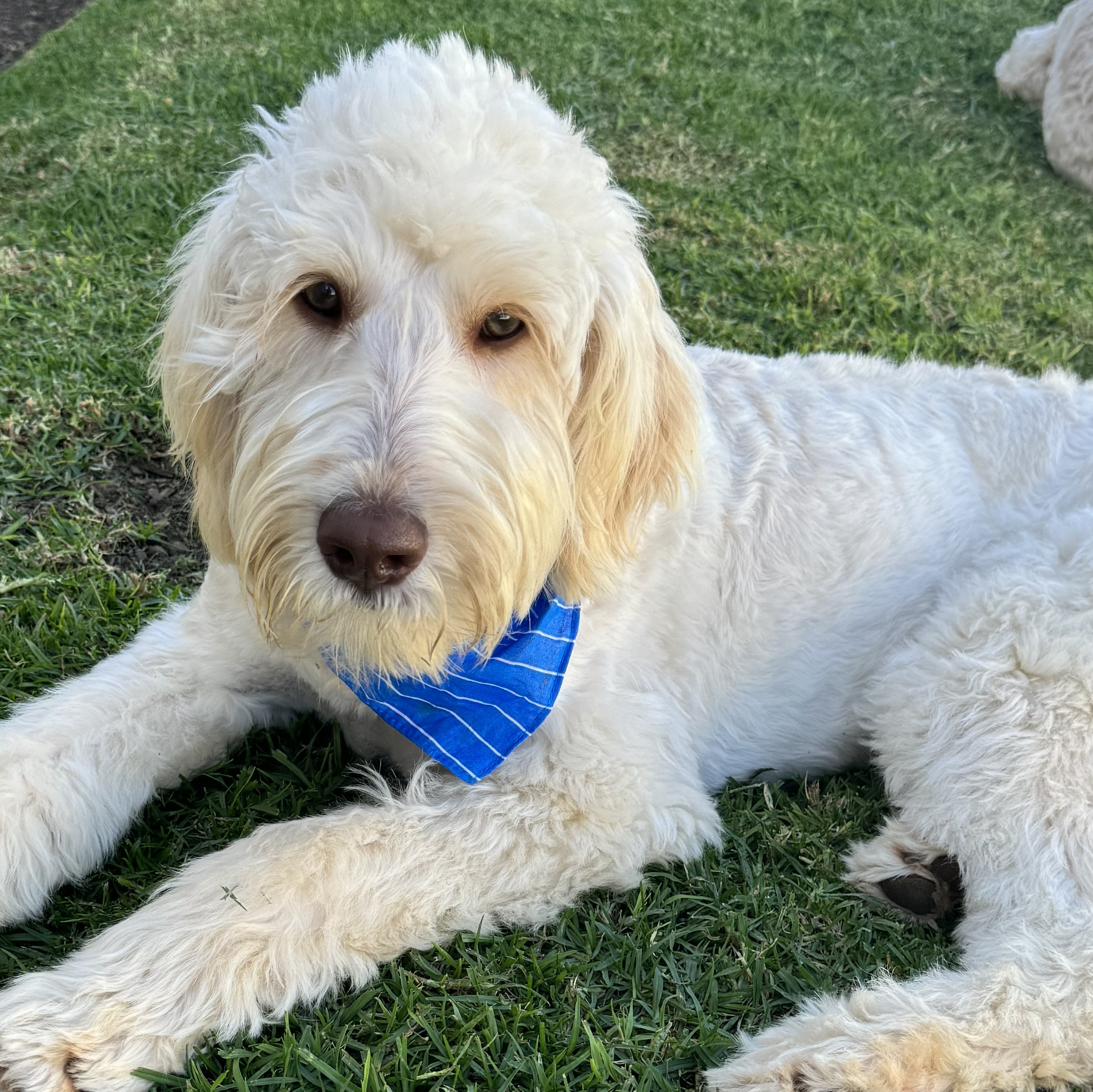 Enlarge Kelsie and Swiftie (Bonded Pair), an adopted Goldendoodle in San Diego, CA image 2/6