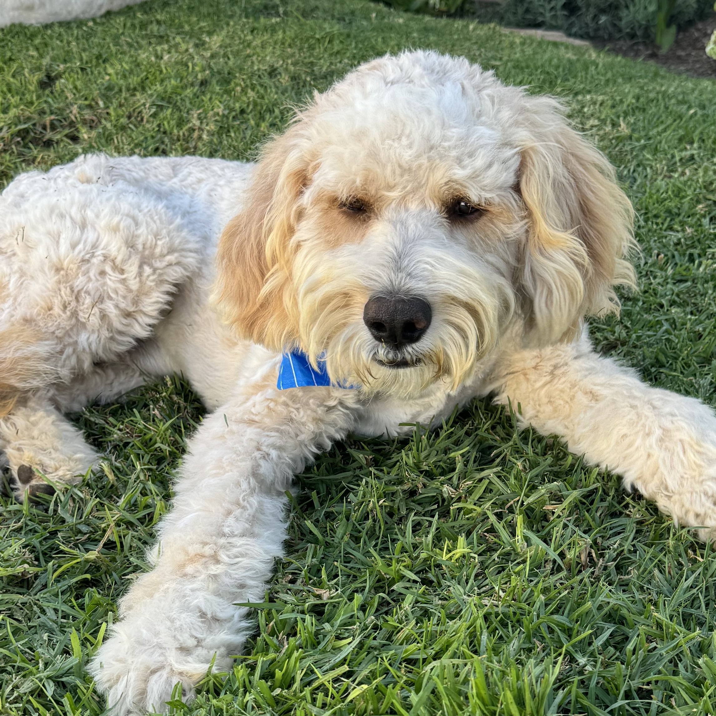 Enlarge Kelsie and Swiftie (Bonded Pair), an adopted Goldendoodle in San Diego, CA image 3/6