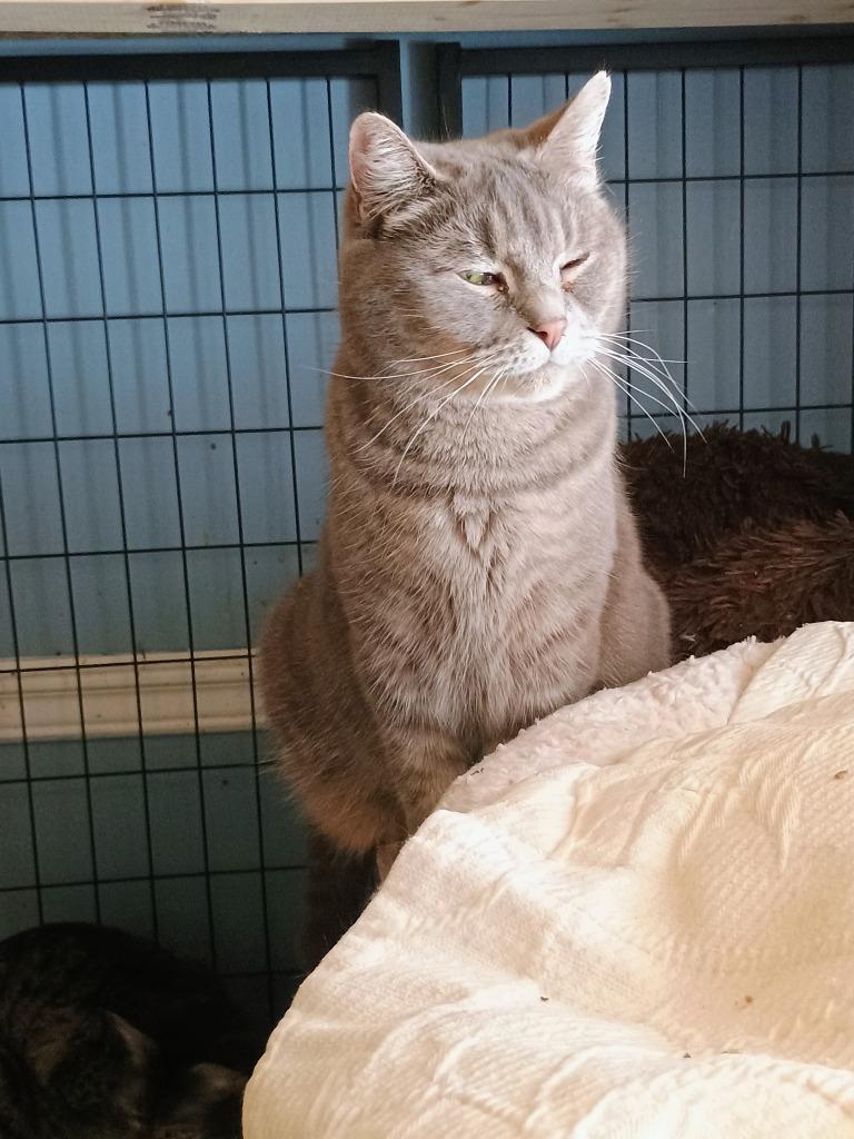 Missy, Adoptable, Adult Female Domestic Short Hair.