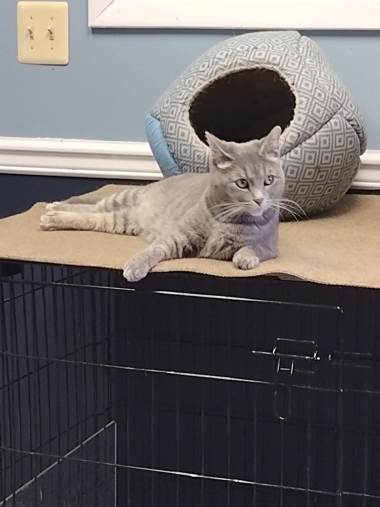 Enlarge Missy, a Adoptable mixed breed in LIberty, NY image 2/3