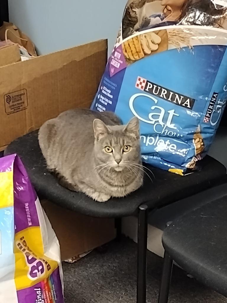 Missy, Adoptable, Adult Female Domestic Short Hair.