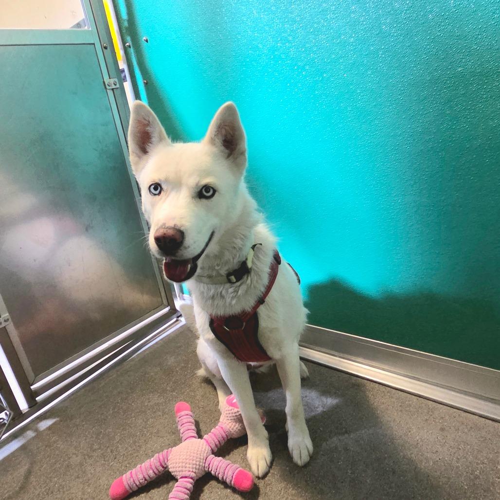 Roxy, Adoptable, Adult Female Husky.