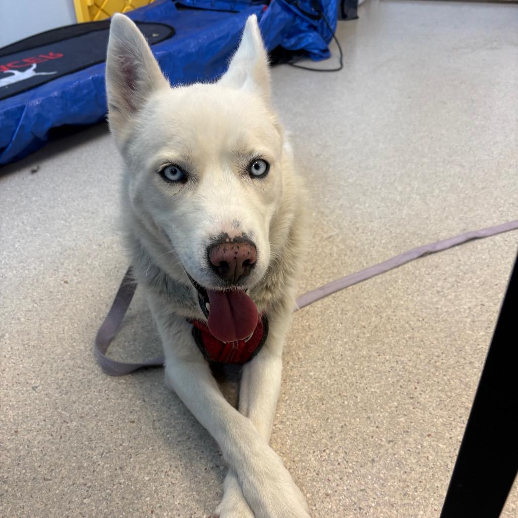 Roxy, a Adoptable Husky in Murray, UT image 2/2