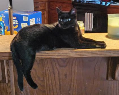 Enlarge Tubby (150746) (In a foster home), a Adoptable Domestic Short Hair in Baton Rouge, LA image 2/6