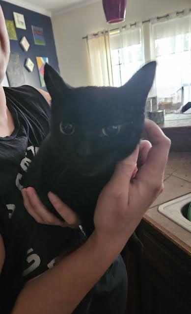 Tubby (150746) (In a foster home), Adoptable, Adult Female Domestic Short Hair.