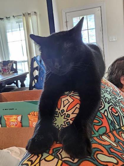 Enlarge Tubby (150746) (In a foster home), a Adoptable Domestic Short Hair in Baton Rouge, LA image 4/6