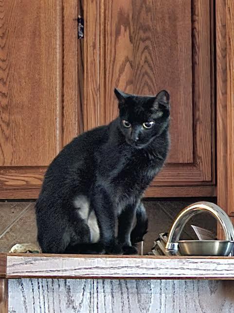 Enlarge Tubby (150746) (In a foster home), a Adoptable Domestic Short Hair in Baton Rouge, LA image 1/2