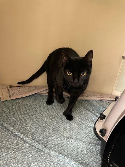 Enlarge Tubby (150746) (In a foster home), a Adoptable Domestic Short Hair in Baton Rouge, LA image 2/2