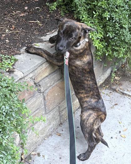 Reverie, Adoptable, Puppy Female Labrador Retriever & Mixed Breed.