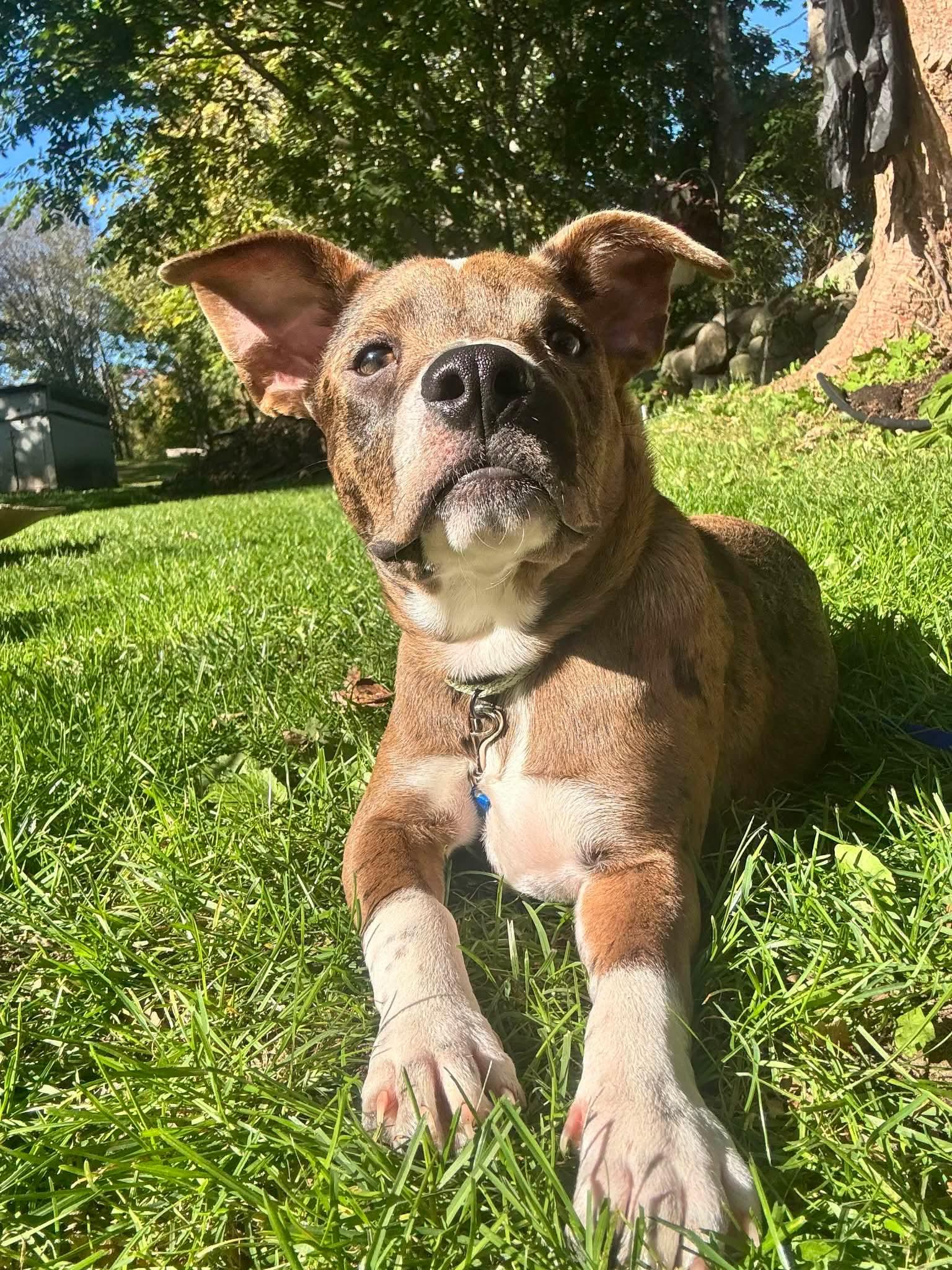 Enlarge Bambi, a Adoptable mixed breed in Westport, MA image 5/6