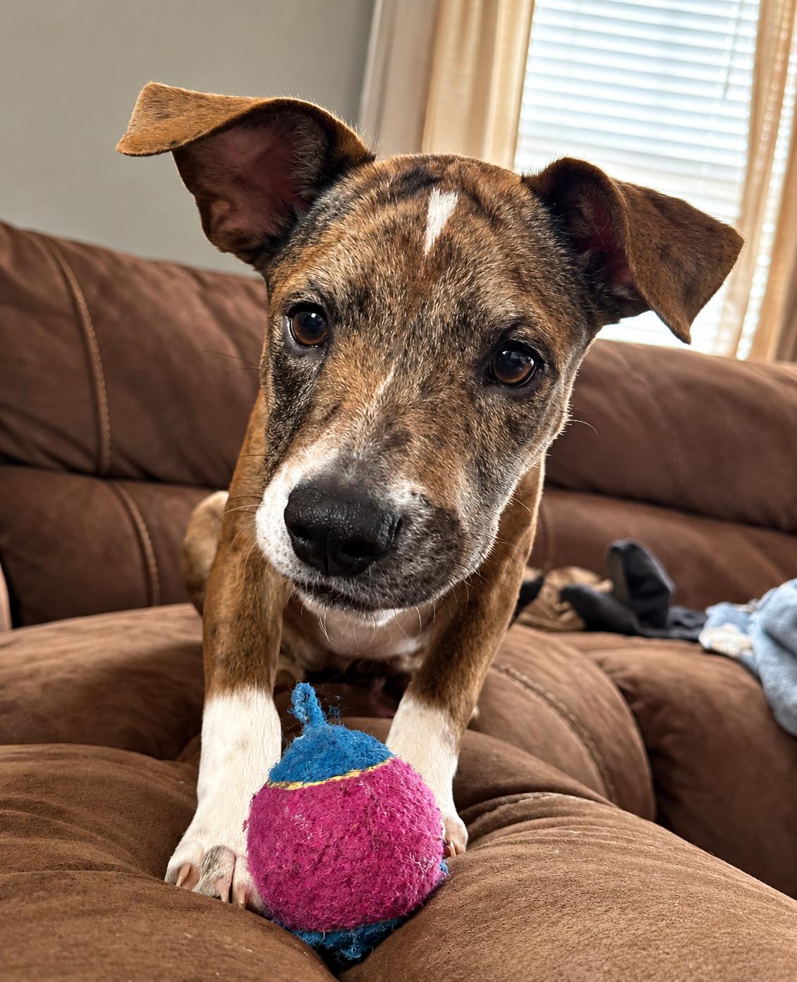 Enlarge Bambi, a Adoptable mixed breed in Westport, MA image 3/6