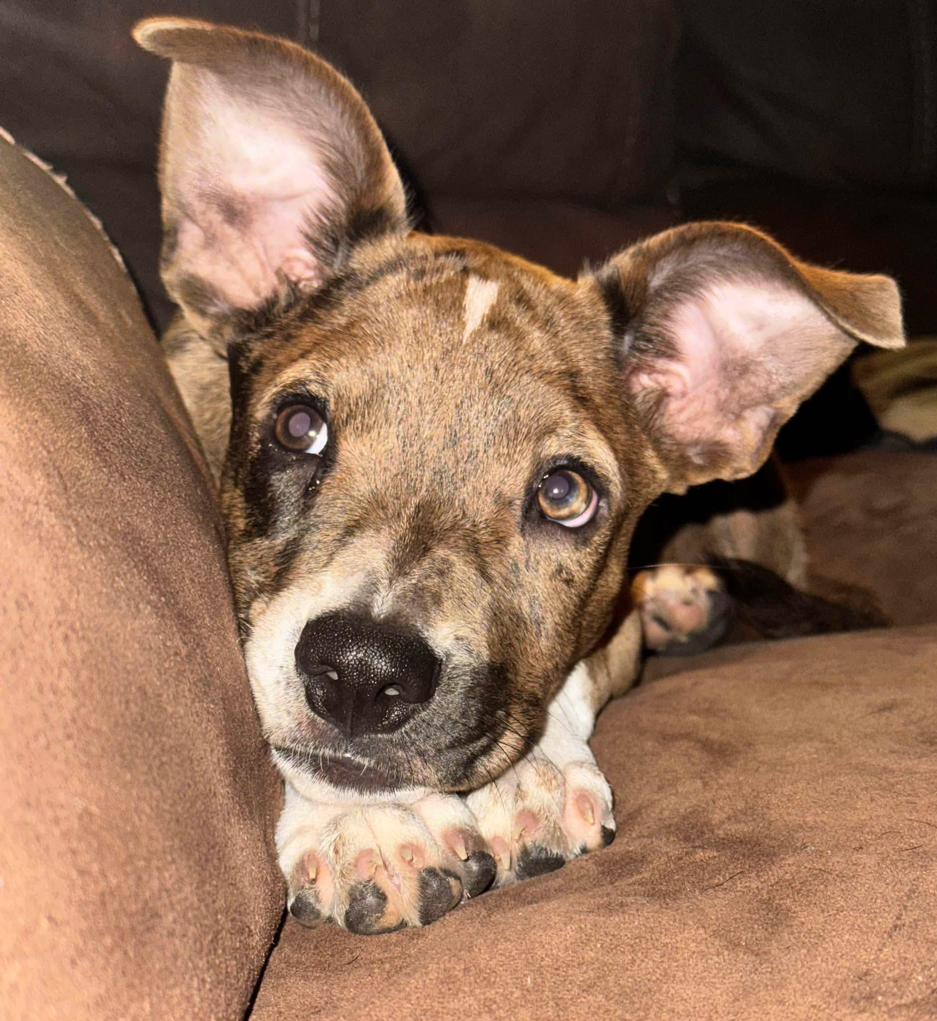 Enlarge Bambi, a Adoptable mixed breed in Westport, MA image 4/6