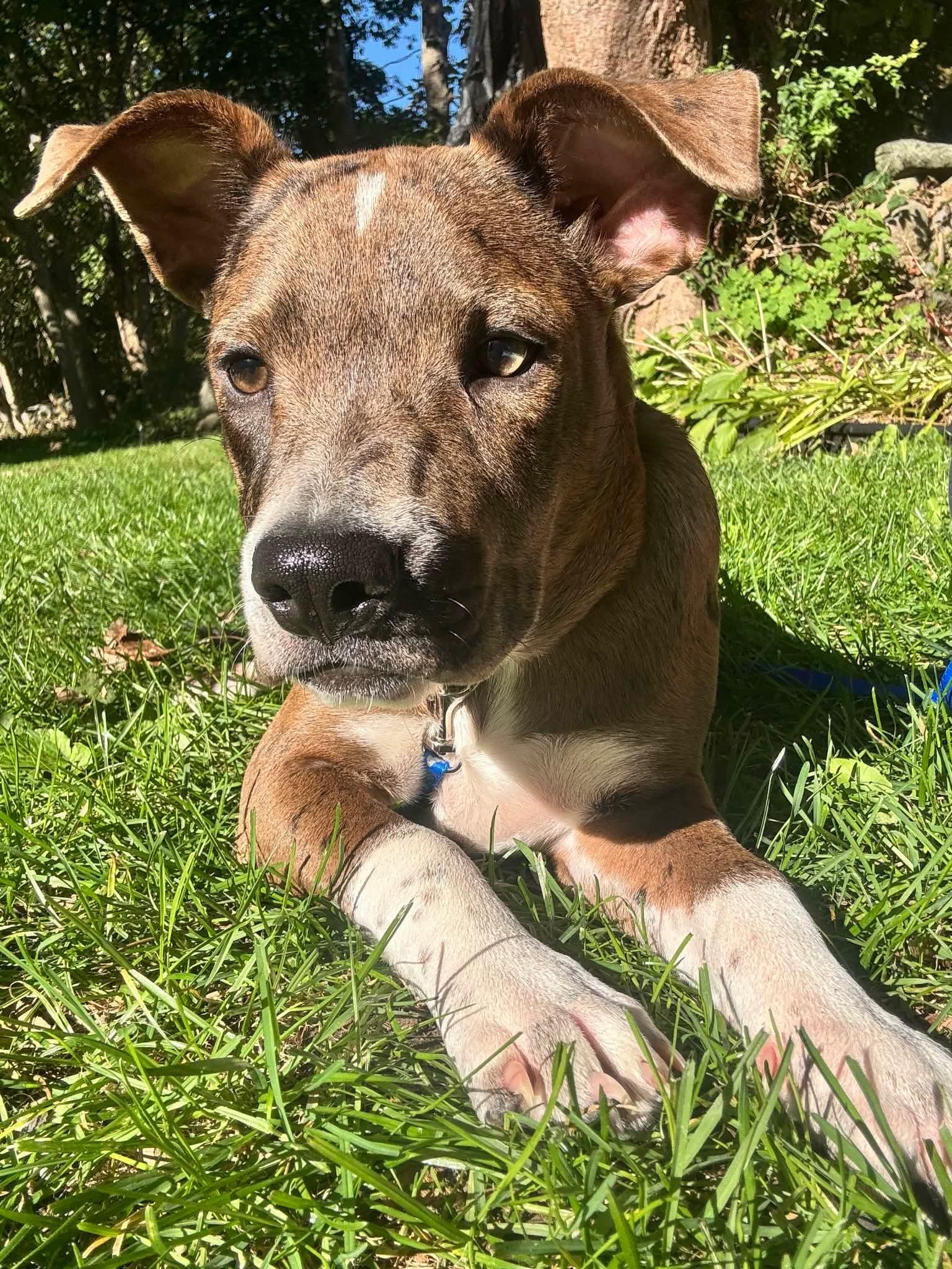 Enlarge Bambi, a Adoptable mixed breed in Westport, MA image 6/6