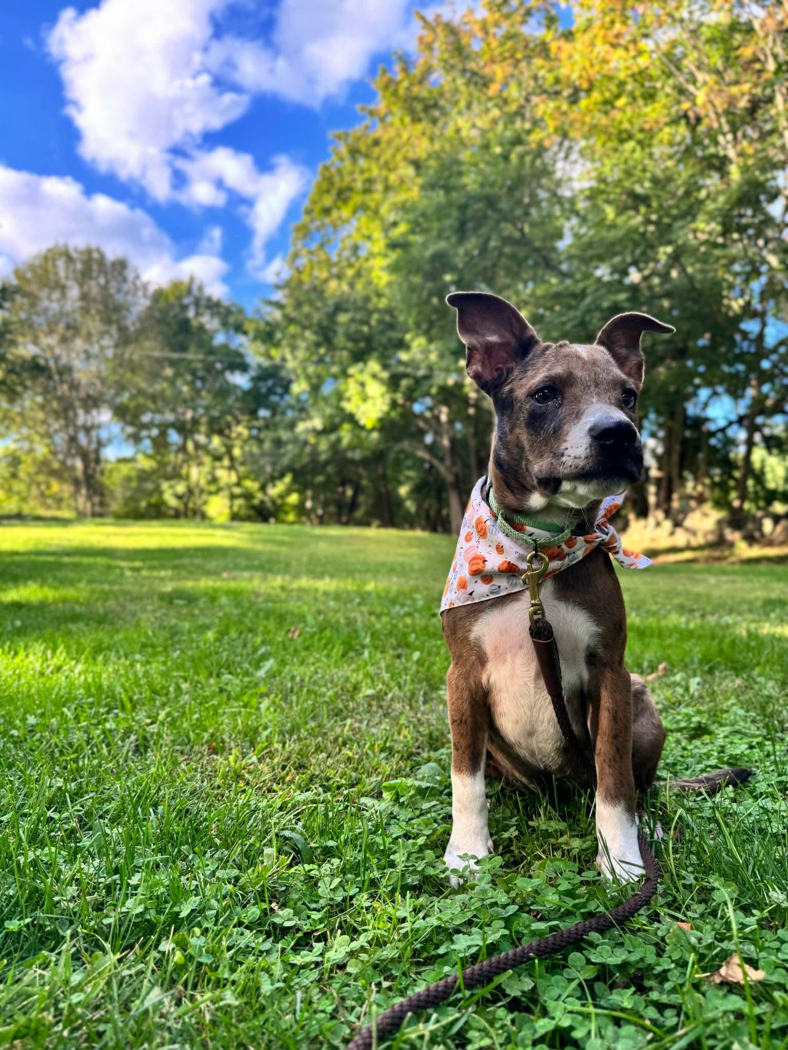 Enlarge Bambi, a Adoptable mixed breed in Westport, MA image 2/6