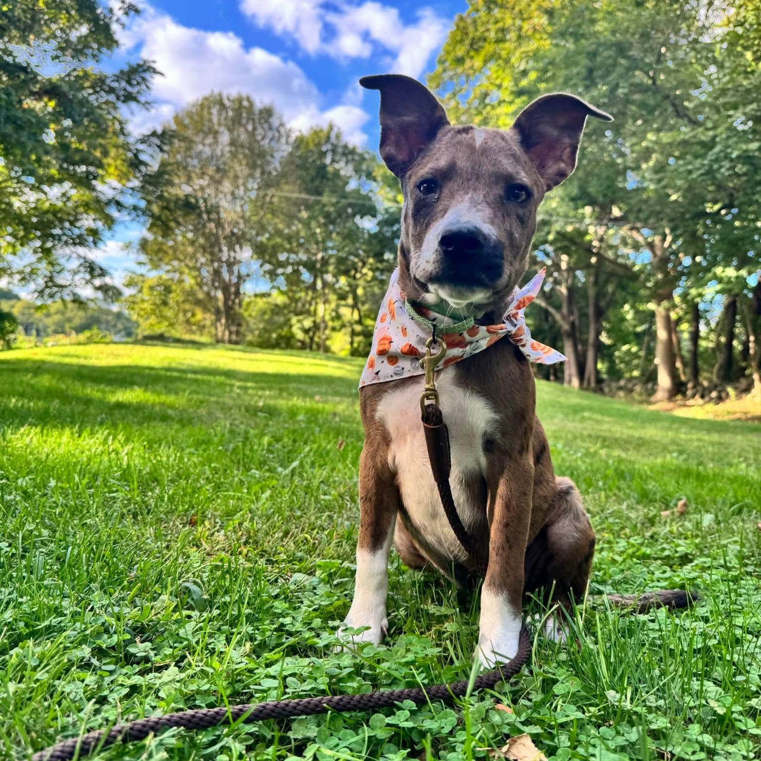 Bambi, Adoptable, Puppy Female Catahoula Leopard Dog.
